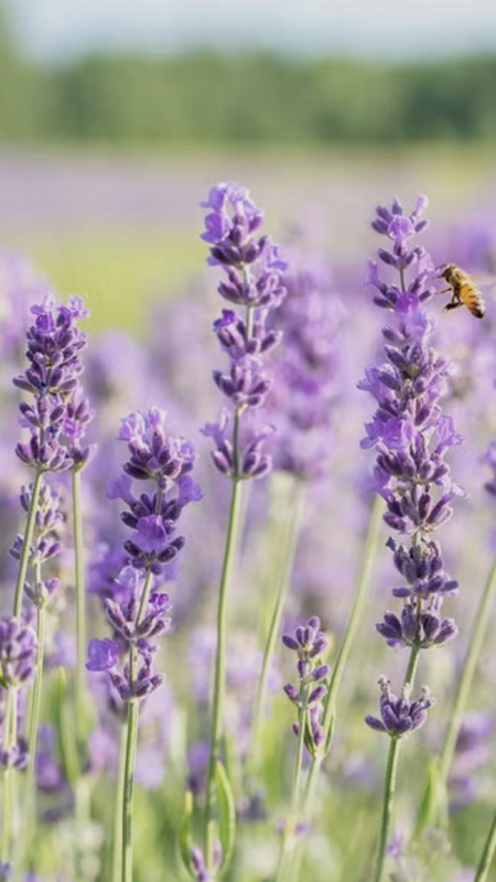 美しい髪は、健やかな頭皮から