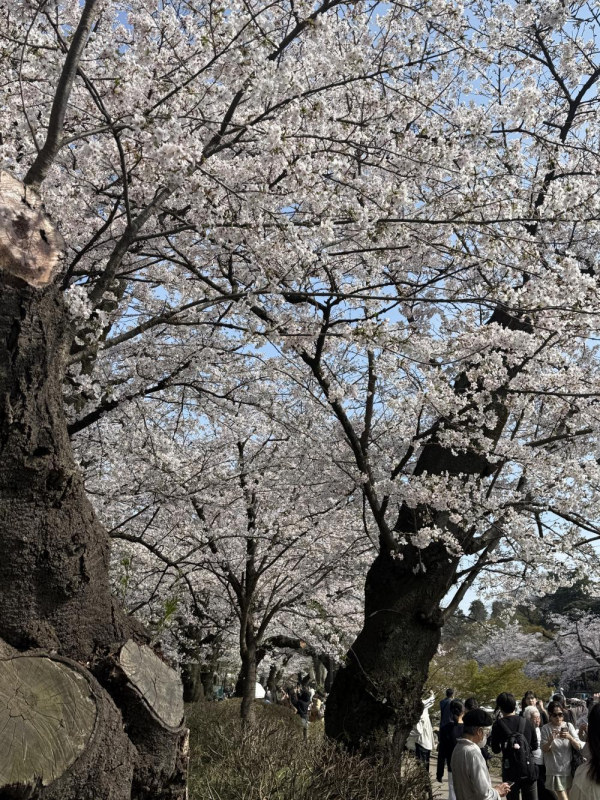 桜☆